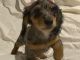 Dachshund Puppies for sale in Dayton, OH, USA. price: $1,750