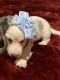 Dachshund Puppies for sale in Dayton, OH, USA. price: NA