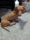 Dachshund Puppies for sale in Redlands, CA, USA. price: NA