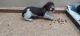 Dachshund Puppies for sale in Old Fort, TN 37362, USA. price: $650