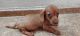 Dachshund Puppies for sale in Old Fort, TN 37362, USA. price: $950