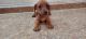 Dachshund Puppies for sale in Old Fort, TN 37362, USA. price: $950