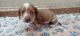 Dachshund Puppies for sale in Old Fort, TN 37362, USA. price: $1,500