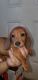 Dachshund Puppies for sale in Sacramento, CA 95824, USA. price: $800