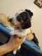 Dachshund Puppies for sale in Chandler, AZ, USA. price: NA