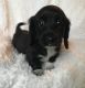 Dachshund Puppies for sale in Martinsville, VA 24113, USA. price: $2,500