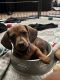 Dachshund Puppies for sale in GLMN HOT SPGS, CA 92583, USA. price: NA