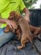 Dachshund Puppies for sale in Alton, IL, USA. price: NA