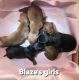 Dachshund Puppies for sale in Hamilton, AL 35570, USA. price: NA