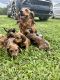 Dachshund Puppies for sale in Dover, DE, USA. price: $1,100