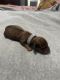 Dachshund Puppies for sale in Kingston, IL 60145, USA. price: $1,200