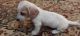 Dachshund Puppies for sale in Old Fort, TN 37362, USA. price: $1,500