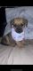 Dachshund Puppies for sale in Youngstown, OH, USA. price: NA