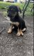 Dachshund Puppies for sale in Youngstown, OH, USA. price: NA