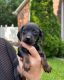 Dachshund Puppies for sale in Lincolnton, NC 28092, USA. price: NA