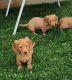 Dachshund Puppies for sale in Nappanee, IN 46550, USA. price: $500