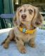 Dachshund Puppies for sale in Michigan City, IN, USA. price: $700