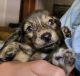 Dachshund Puppies for sale in Vincent, AL 35178, USA. price: $500