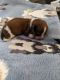 Dachshund Puppies for sale in Tucson, AZ, USA. price: NA