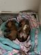 Dachshund Puppies for sale in Minot, ND, USA. price: $1,000