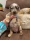 Dachshund Puppies for sale in Usal Rd, California, USA. price: $1,600