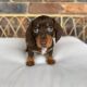 Dachshund Puppies for sale in Usal Rd, California, USA. price: $1,500
