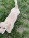 Dachshund Puppies for sale in Interlochen, MI, USA. price: NA