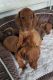 Dachshund Puppies for sale in New York, NY, USA. price: $600