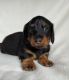 Dachshund Puppies for sale in Usal Rd, California, USA. price: $999