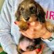 Dachshund Puppies for sale in Usal Rd, California, USA. price: $750