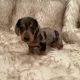 Dachshund Puppies for sale in Usal Rd, California, USA. price: $900