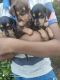 Dachshund Puppies for sale in Ranbirpura, Punjab 147001, India. price: 5000 INR