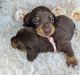 Dachshund Puppies for sale in Oregon City, OR 97045, USA. price: $650