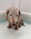 Dachshund Puppies for sale in Usal Rd, California, USA. price: $700