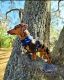 Dachshund Puppies for sale in Usal Rd, California, USA. price: $800