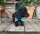 Dachshund Puppies for sale in Usal Rd, California, USA. price: $1,000