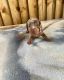 Dachshund Puppies for sale in Usal Rd, California, USA. price: $1,300