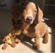 Dachshund Puppies for sale in Usal Rd, California, USA. price: NA