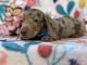 Dachshund Puppies for sale in Lancaster, PA, USA. price: $1,195