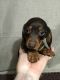 Dachshund Puppies for sale in Columbia, MS 39429, USA. price: $400