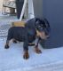 Dachshund Puppies for sale in Ramsey, MN 55303, USA. price: $900