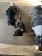 Dachshund Puppies for sale in Lumberton, TX 77657, USA. price: $250