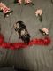 Dachshund Puppies for sale in 10 Redwood Dr, Cheektowaga, NY 14225, USA. price: NA