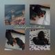Dachshund Puppies for sale in Bernie, MO 63822, USA. price: $800