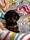 Dachshund Puppies for sale in Ellenboro, WV 26346, USA. price: $600