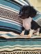 Dachshund Puppies for sale in Canton, GA, USA. price: $600