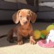 Dachshund Puppies for sale in Utica, NY, USA. price: $1,500