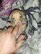 Dachshund Puppies for sale in David City, NE 68632, USA. price: $85,000