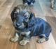 Dachshund Puppies for sale in Ocean Park, WA, USA. price: $1,600