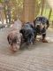 Dachshund Puppies for sale in Georgetown, KY 40324, USA. price: $500
